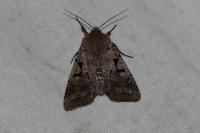 Orthosia gothica