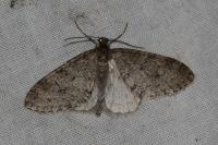 Trichopteryx carpinata