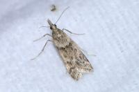 Eudonia angustea