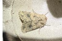 Anarta sodae