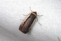 Ochropleura leucogaster