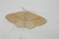 Cyclophora suppunctaria