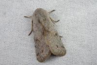 Perigrapha rorida