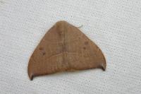 Watsonalla uncinula