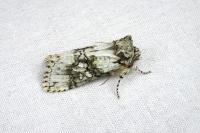 Polyploca ridens