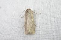 Spodoptera exigua
