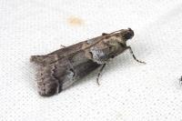 Acrobasis legatea