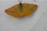 Lythria purpuraria