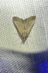 Tathorhynchus exsiccata