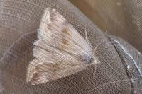 Eublemma ostrina