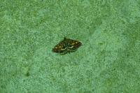 Pyrausta purpuralis