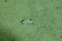 Cilix hispanica