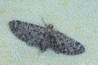 Eupithecia massiliata