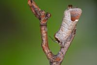 Clostera curtula