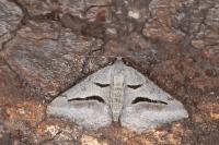 Digrammia rippertaria