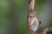 Notodonta tritophus