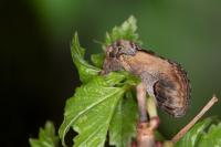 Notodonta ziczac