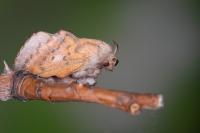 Phyllodesma tremulifolia