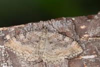 Rheumaptera cervinalis barbuti
