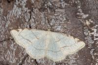 Stegania trimaculata