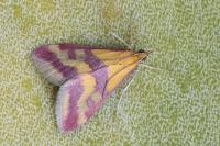Pyrausta sanguinalis