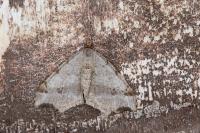 Macaria alternata