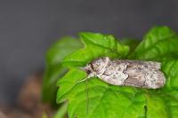 Nycteola siculana