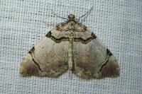 Anticlea derivata