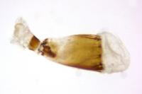 Idaea elongaria