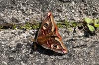 Saturnia pavonia