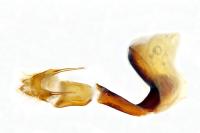 Conistra staudingeri