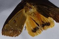 Ophiusa tirhaca
