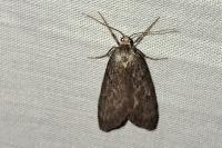 Pachycnemia hippocastanaria hippocastanaria