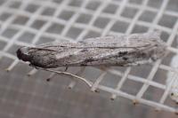 Phycitodes albatella