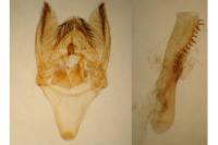 Phycitodes albatella