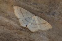 Cyclophora linearia