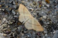 Cyclophora linearia