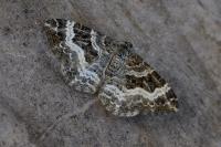 Epirrhoe alternata