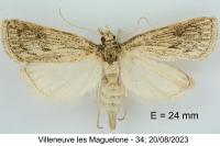 Chilo pulverosellus