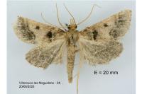 Stemmatophora brunnealis