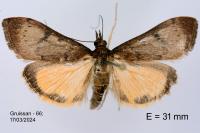 Uresiphita gilvata