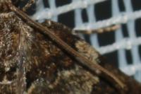 Thera britannica/variata