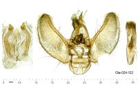 Eupithecia schiefereri