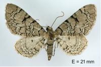 Eupithecia schiefereri