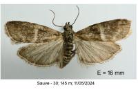 Elegia atrifasciella
