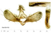 Scoparia pyralella