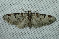 Eupithecia insigniata