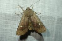 Eupsilia transversa
