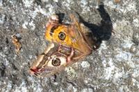 Saturnia pavonia