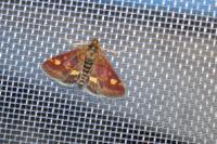 Pyrausta aurata